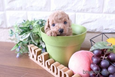 成約済の滋賀県のトイプードル-250116の3枚目