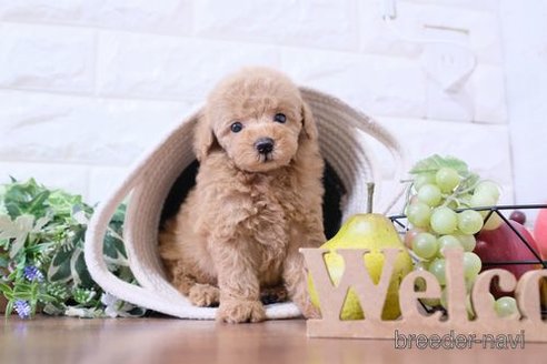 成約済の滋賀県のトイプードル-250246