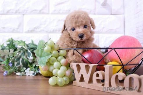 成約済の滋賀県のトイプードル-250246の6枚目