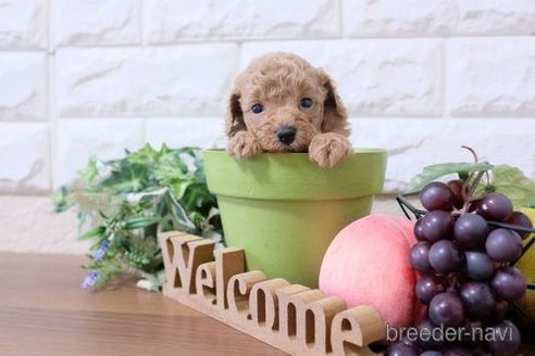 成約済の滋賀県のトイプードル-250246の3枚目