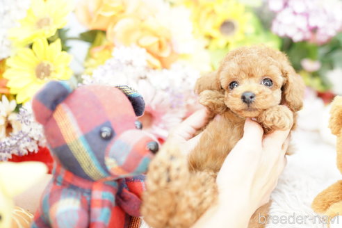 成約済の埼玉県のトイプードル-253155の2枚目