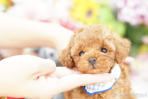 成約済の埼玉県のトイプードル-253156の4枚目