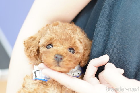 成約済の埼玉県のトイプードル-253156の3枚目