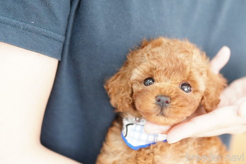 成約済の埼玉県のトイプードル-253156の2枚目