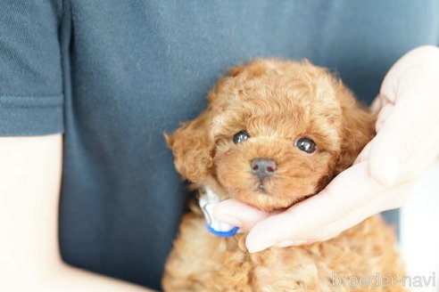成約済の埼玉県のトイプードル-253156の1枚目