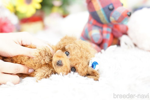 成約済の埼玉県のトイプードル-253157の4枚目