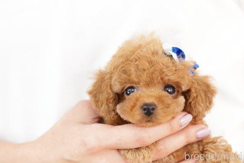 成約済の埼玉県のトイプードル-253157