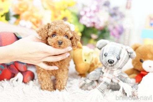 成約済の埼玉県のトイプードル-253161の3枚目