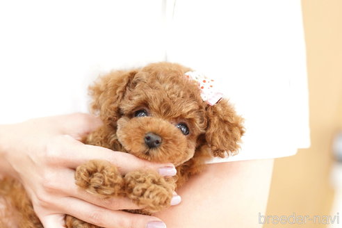 成約済の埼玉県のトイプードル-253161