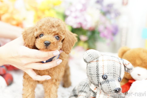 成約済の埼玉県のトイプードル-253162の3枚目