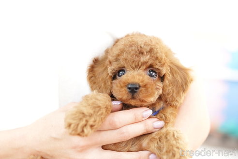 成約済の埼玉県のトイプードル-253162の2枚目