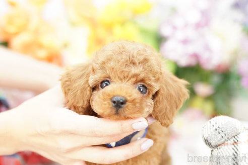 成約済の埼玉県のトイプードル-253162