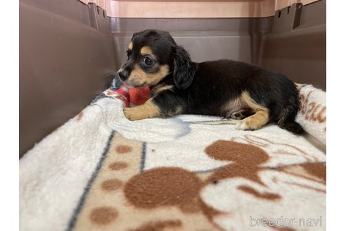 成約済の愛媛県のチワックス:チワワ×ミニチュアダックスフンド-253167の6枚目