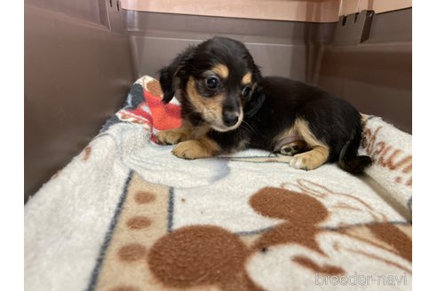 成約済の愛媛県のチワックス:チワワ×ミニチュアダックスフンド-253167の2枚目