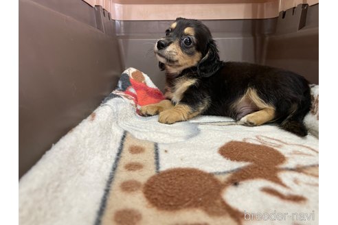 成約済の愛媛県のチワックス:チワワ×ミニチュアダックスフンド-253167の3枚目