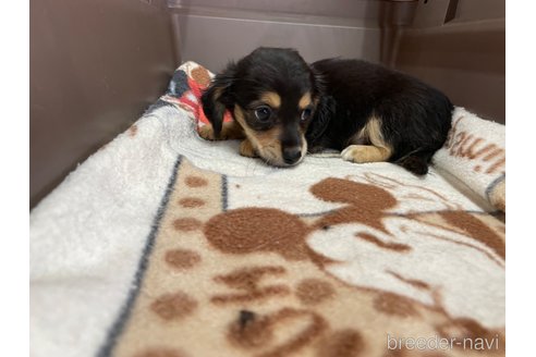 成約済の愛媛県のチワックス:チワワ×ミニチュアダックスフンド-253167の4枚目