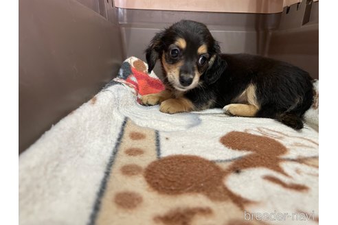 成約済の愛媛県のチワックス:チワワ×ミニチュアダックスフンド-253167の5枚目