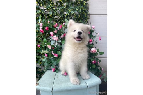 成約済の茨城県のサモエド-253168の1枚目