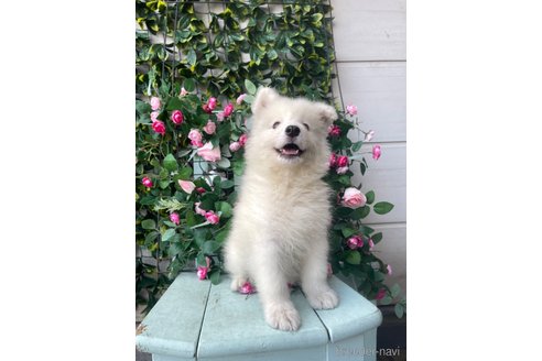 成約済の茨城県のサモエド-253168の5枚目