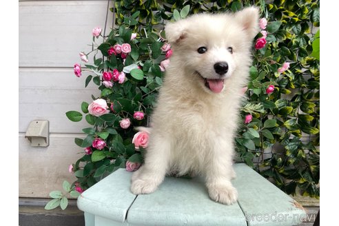 成約済の茨城県のサモエド-253168の3枚目