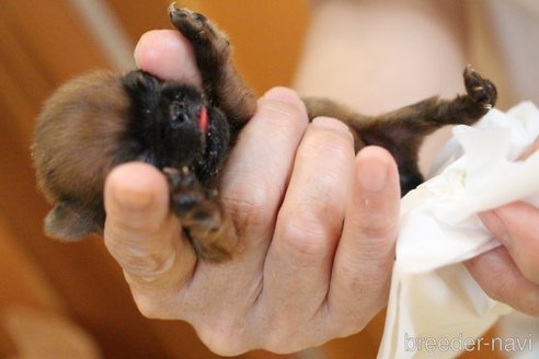 成約済の愛知県のプチブラバンソン-251528の63枚目