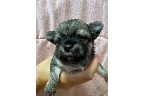成約済の千葉県のチワワ(ロングコート)-250301の94枚目