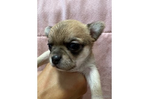 成約済の千葉県のチワワ(スムースコート)-250299の37枚目