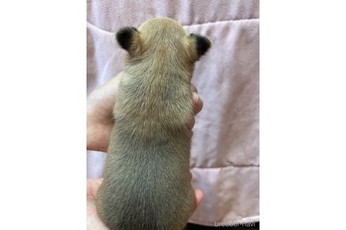 成約済の千葉県のチワワ(スムースコート)-250299の36枚目