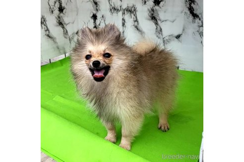 成約済の茨城県のポメラニアン-239643の17枚目
