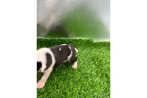 成約済の愛知県のボストンテリア-253294の3枚目