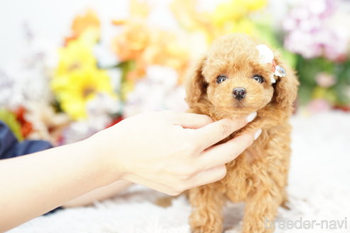 成約済の埼玉県のトイプードル-253303の4枚目