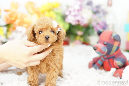 成約済の埼玉県のトイプードル-253303の3枚目