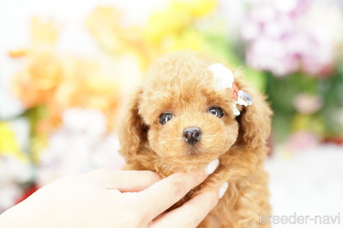 成約済の埼玉県のトイプードル-253303の2枚目