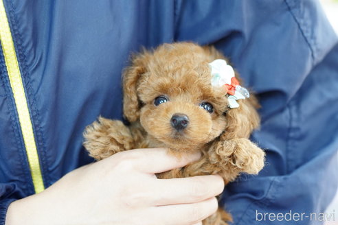 成約済の埼玉県のトイプードル-253303