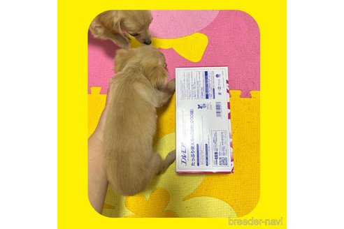 成約済の京都府のチワックス:チワワ×ミニチュアダックスフンド-253305の4枚目