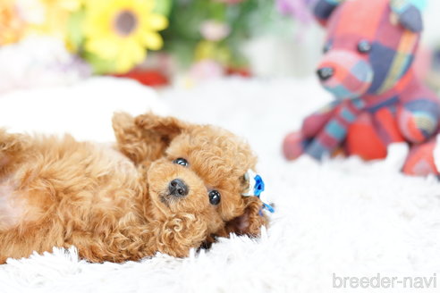 成約済の埼玉県のトイプードル-253307の4枚目