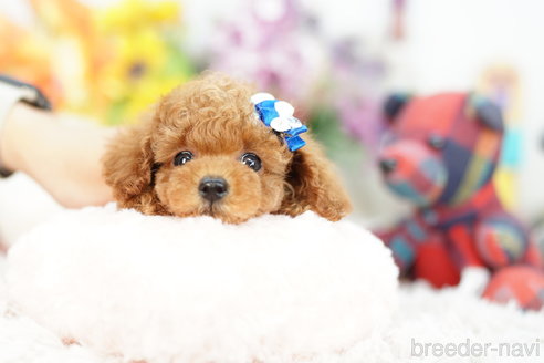 成約済の埼玉県のトイプードル-253307の3枚目