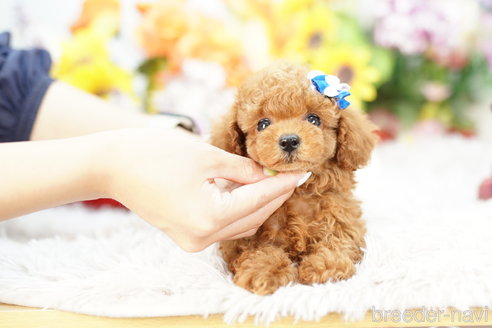 成約済の埼玉県のトイプードル-253307の2枚目