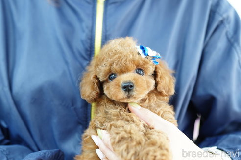 成約済の埼玉県のトイプードル-253307の1枚目