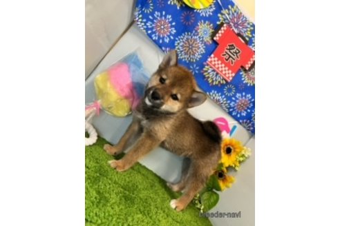 成約済の北海道の柴犬-253326の10枚目