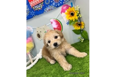 成約済の北海道のミックス犬-253327の8枚目