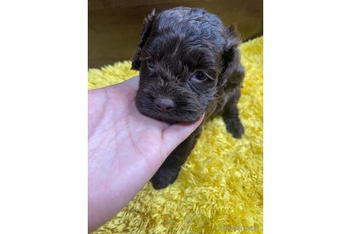 成約済の東京都のミックス犬-253332の2枚目