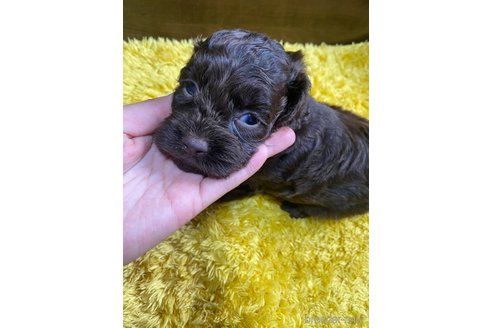 成約済の東京都のミックス犬-253332の3枚目