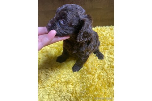 成約済の東京都のミックス犬-253332の4枚目
