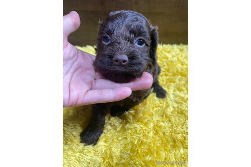 成約済の東京都のミックス犬-253332の1枚目