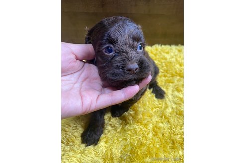 成約済の東京都のミックス犬-253332の5枚目