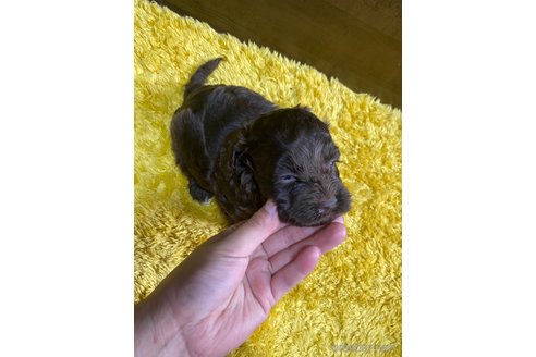 成約済の東京都のミックス犬-253332の6枚目