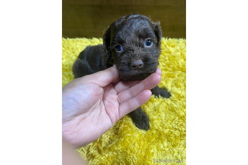 成約済の東京都のミックス犬-253332の7枚目