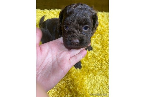 成約済の東京都のミックス犬-253332の8枚目