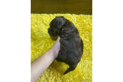 成約済の東京都のミックス犬-253332の9枚目